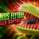 Venus flytrap snap cell wall softening mechanism