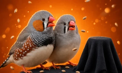 Coller Dolittle Challenge $10 million AI animal communication prize