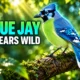 grue jay hybrid spotted in San Antonio suburb