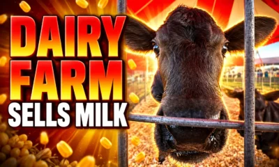 Kuehnert Dairy Farm sells own milk Fall Festival