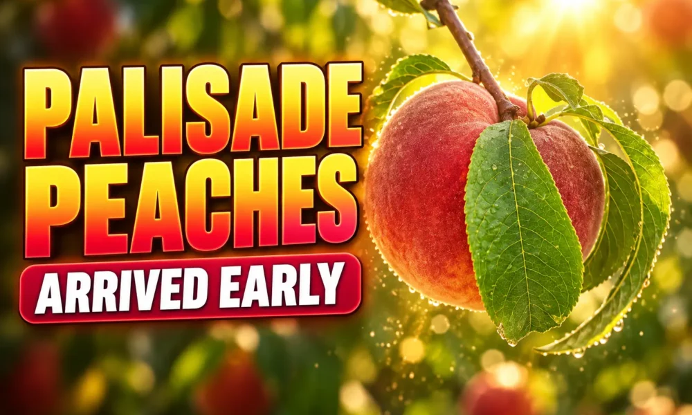 Palisade peaches arrived early June 2026 harvest