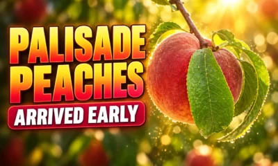 Palisade peaches arrived early June 2026 harvest