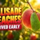 Palisade peaches arrived early June 2026 harvest