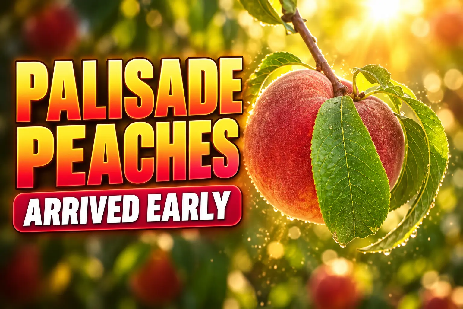 Palisade peaches arrived early June 2026 harvest