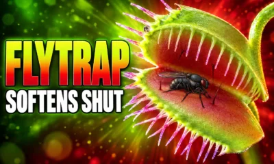 Venus flytrap cell walls soften to snap shut