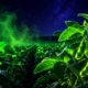 gene edited soybean plants that signal crop disease