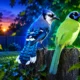 wild grue jay green jay blue jay hybrid Texas