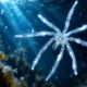 Two new Salish Sea spider species named
